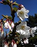 Zwerg-Zierkirsche - Prunus kurilensis - Brilliant - auffallend, schöne Herbstfärbung - sehr winterhart - essbare Früchte - 40-60 cm