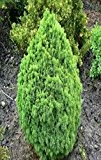 Zwerg Zuckerhutfichte - Picea glauca Alberta Globe - verschiedene Größen (30-40cm - 3 Ltr.)