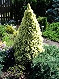 Zwerg Zuckerhutfichte - Picea glauca J.W. Daisys White - 55-60cm im 3 Ltr.Topf