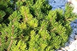 Zwergbergkiefer - Pinus mugo var. pumilio - 30+cm im 3 Ltr. Topf