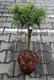 Zwergkiefer - Pinus mugo - Mops - absolut winterhart - Stamm 40 cm
