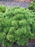Zwergkiefer, Pinus mugo var. pumilio 25 - 30 cm breit im 3 Liter Pflanzcontainer