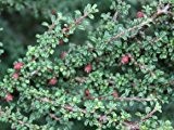 Zwergmispel - Cotoneaster 'Streibs Findling' - Grabbepflanzung