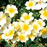 Zwergrose 'Sonnenröschen®' - ADR-Rose - 1 Pflanze