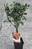 Zwergwüchsiger Obstbaum - Apfelbaum - Sorte: Cox Orange - ca. 1,0 m hoch
