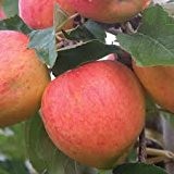 Zwergwüchsiger Obstbaum - Apfelbaum - Sorte: James Grieve - ca. 1,0 m hoch