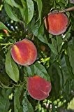 Zwergwüchsiger Obstbaum - Pfirsich - ca. 75 cm hoch -