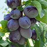 Zwetschgenbaum 'Tegera'Ⓢ - Obstgehölz mit süß-aromatischen Zwetschgen - 1 Zwetschgenpflanze von Pflanzen-Kölle im 10 Liter Topf - Prunus domestica subsp. ...