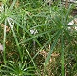 Zypergras (Zimmer-Zyperngras) ca 50 frische Samen -Cyperus alternifolius- WASSER-PALME